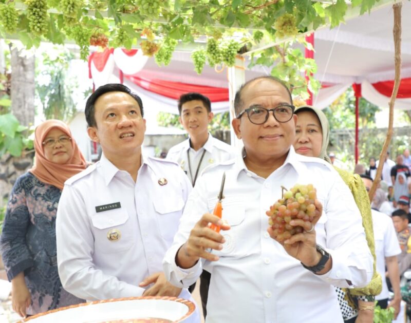 Penjabat Gubernur Lampung, Samsudin saat panen buah anggur di Kabupaten Pringsewu, Rabu (30/10/2024). (foto: ist)