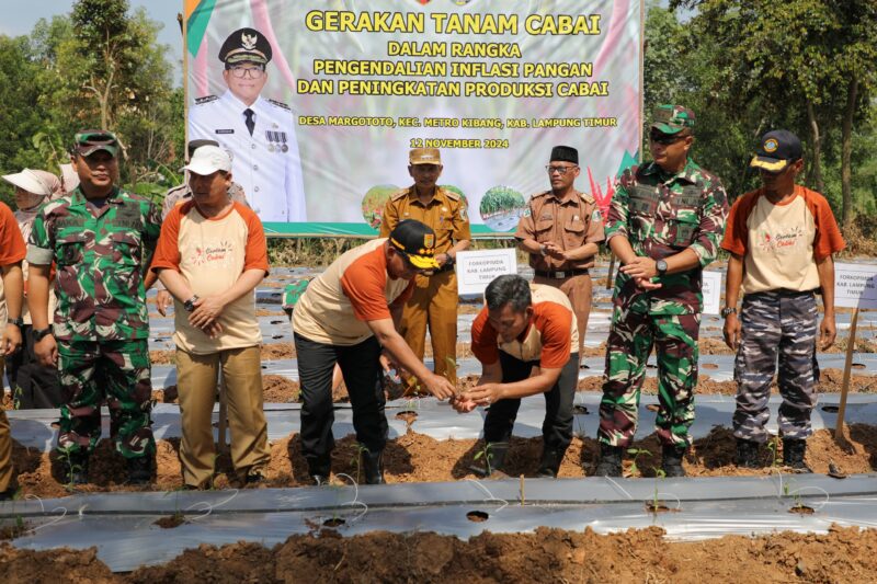 Penjabat Gubernur Lampung, Samsudin tanam bibit cabai di Kabupaten Lampung Timur, Selasa (12/11/2024). (foto: ist)