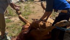 Ngatijo, mitra SPPG Sumber Agung saat pemotongan hewan kurban di Hari Raya Iduladha 1447 Hijriah, Rabu (27/05/2026). (foto: Alwi)